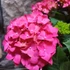 Kép 1/11 - Hydrangea Hot Red