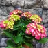 Kép 9/11 - Hydrangea Hot Red