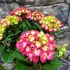 Kép 10/11 - Hydrangea Hot Red