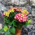 Kép 11/11 - Hydrangea Hot Red