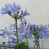 Kép 3/4 - Agapanthus Amourette Blue, szerelemvirág