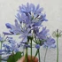 Kép 4/4 - Agapanthus Amourette Blue, szerelemvirág