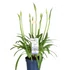 Kép 2/4 - Agapanthus Amourette Blue, szerelemvirág