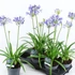 Kép 1/4 - Agapanthus Amourette Blue, szerelemvirág