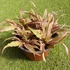 Kép 4/6 - Cryptanthus bivittatus Pink Starlight