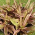 Kép 5/6 - Cryptanthus bivittatus Pink Starlight