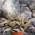 Kép 2/6 - Cryptanthus bivittatus Pink Starlight