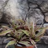 Kép 6/6 - Cryptanthus bivittatus Pink Starlight