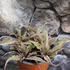Kép 1/6 - Cryptanthus bivittatus Pink Starlight
