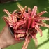 Kép 4/7 - Cryptanthus bivittatus Red Star