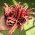 Kép 5/7 - Cryptanthus bivittatus Red Star