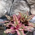 Kép 7/7 - Cryptanthus bivittatus Red Star