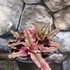 Kép 1/7 - Cryptanthus bivittatus Red Star