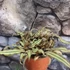 Kép 1/6 - Cryptanthus bivittatus (barna)
