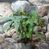 Kép 2/16 - Tea hibiszkusz (Hibiscus sabdariffa)