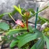 Kép 4/16 - Tea hibiszkusz (Hibiscus sabdariffa)