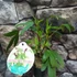 Kép 16/16 - Tea hibiszkusz (Hibiscus sabdariffa)
