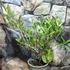 Kép 5/6 - Olea europaea, európai olajfa