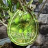 Kép 4/6 - Olea europaea, európai olajfa