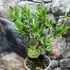 Kép 3/6 - Olea europaea, európai olajfa