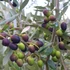 Kép 1/6 - Olea europaea, európai olajfa