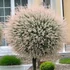 Kép 1/8 - Salix integra 'Hakuro Nishiki' - tarkalevelű japán fűz