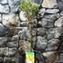 Kép 3/8 - Salix integra 'Hakuro Nishiki' - tarkalevelű japán fűz