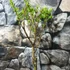 Kép 4/8 - Salix integra 'Hakuro Nishiki' - tarkalevelű japán fűz