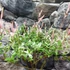Kép 5/8 - Salix integra 'Hakuro Nishiki' - tarkalevelű japán fűz