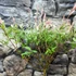 Kép 7/8 - Salix integra 'Hakuro Nishiki' - tarkalevelű japán fűz