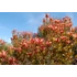 Kép 4/8 - Leucadendron salignum x laureolum