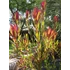 Kép 6/8 - Leucadendron salignum x laureolum