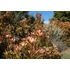 Kép 2/8 - Leucadendron salignum x laureolum