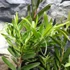 Kép 3/8 - Leucadendron salignum x laureolum