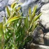 Kép 5/8 - Leucadendron salignum x laureolum