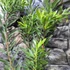 Kép 7/8 - Leucadendron salignum x laureolum