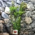 Kép 1/8 - Leucadendron salignum x laureolum