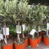 Kép 10/14 - Olea europaea, európai olajfa