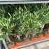 Kép 9/14 - Olea europaea, európai olajfa