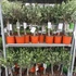 Kép 11/14 - Olea europaea, európai olajfa