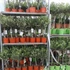 Kép 12/14 - Olea europaea, európai olajfa