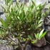 Kép 4/14 - Olea europaea, európai olajfa