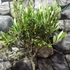 Kép 3/14 - Olea europaea, európai olajfa