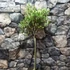 Kép 2/14 - Olea europaea, európai olajfa