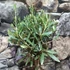 Kép 14/14 - Olea europaea, európai olajfa