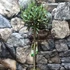 Kép 5/14 - Olea europaea, európai olajfa