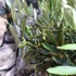Kép 8/14 - Olea europaea, európai olajfa