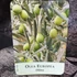Kép 13/14 - Olea europaea, európai olajfa