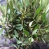 Kép 6/14 - Olea europaea, európai olajfa