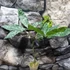 Kép 5/10 - Pachira glabra 'Milky Way'
